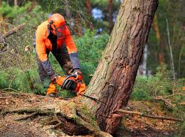 Trusted Rafter J Ranch, WY Tree Removal Services Experts