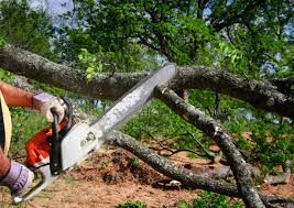 Best Tree Cabling and Bracing  in Rafter J Ranch, WY