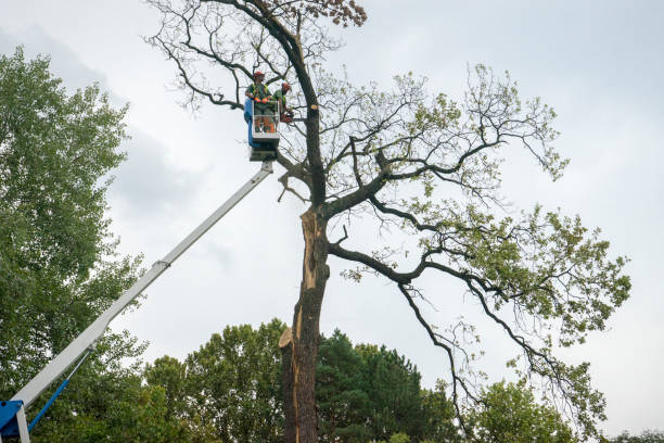 Best Tree Disease Treatment  in Rafter J Ranch, WY