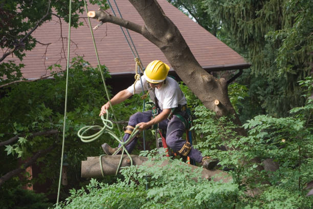 How Our Tree Care Process Works  in  Rafter J Ranch, WY