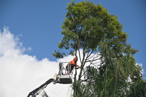 Best Fruit Tree Pruning  in Rafter J Ranch, WY