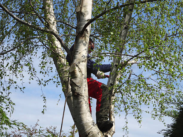 Best Weed Control  in Rafter J Ranch, WY